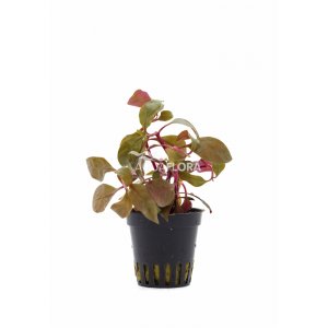 AQUAFLORA - ALTERNANTHERA REINECKII \"CARDINALIS\"